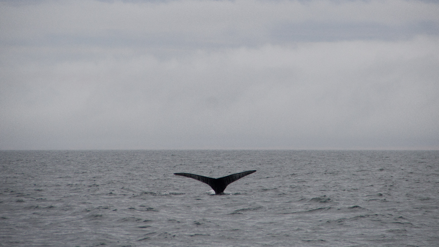 На поиски китов и косаток 