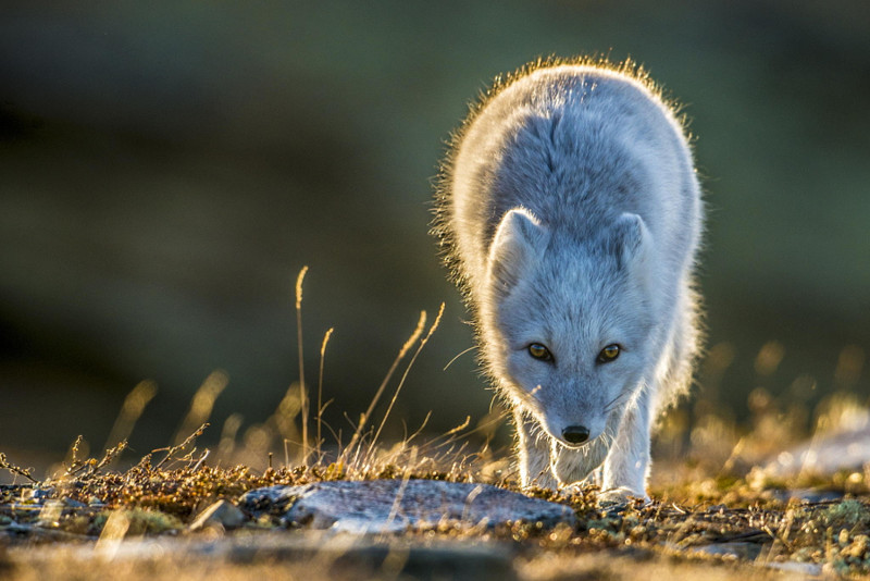 Горная лисица в солнечных лучах. Автор фото: Тронд Эриксен 500px, дикая природа, животные, красиво, фотографии