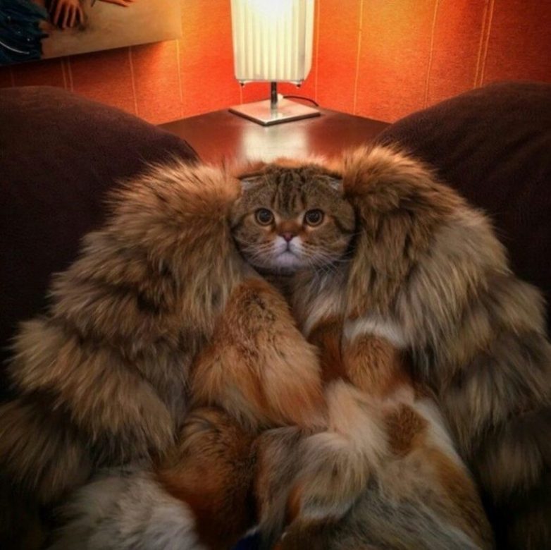 Животные, которые заставят вас улыбнуться