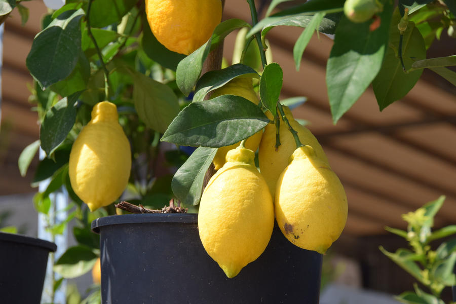 7 растений, которые легко вырастить из косточки дома косточки, можно, растение, авокадо, будет, через, условиях, растения, грунт, роста, период, мушмулу, выращивания, после, легко, вырастить, комнатных, забывайте, нужно, лимон