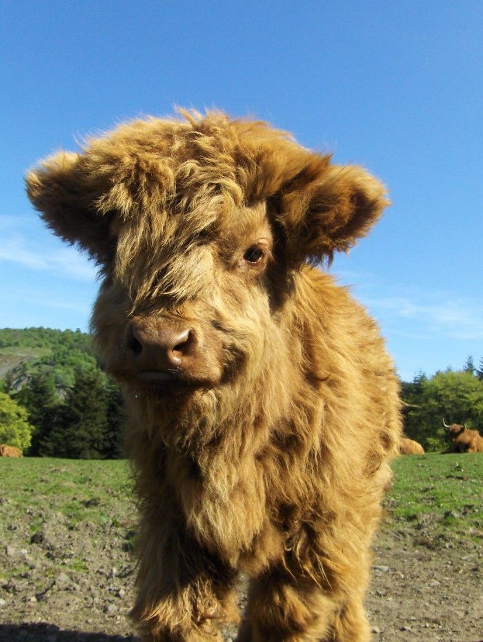 Cute-Baby-Highland-Cattle-Calves