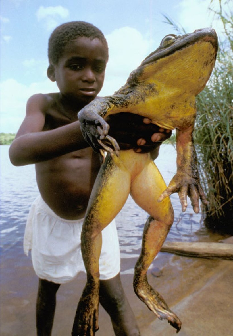 Голиаф-строитель: зачем самые большие лягушки на планете строят пруды животные,интересное,природа