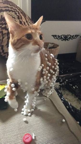 Прикольные картинки. Дневной выпуск (53 фото)