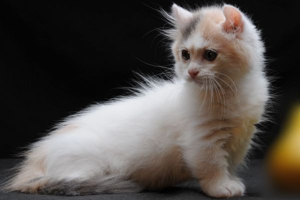 http://gcats.ru/static/media/breeds/kitten/munchkin-kittens-1.jpg