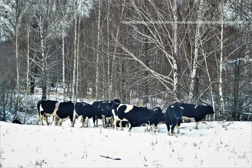 Одичавшие коровы Чернобыля стало, животные, осталось, заповедника, зоной, назад, стадо, бродят, отчуждения, недалеко, сейчас, взрослые, отличаться, стада, отдельности, скученно, более, буйволов, системы, бродили