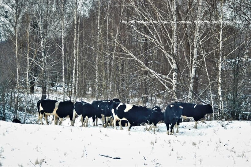 Одичавшие коровы Чернобыля коровы,Украина,Чернобыль