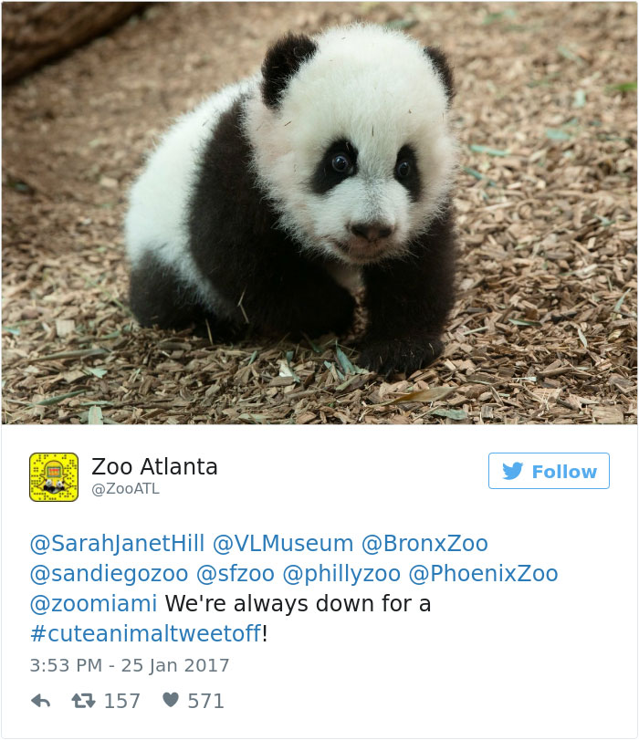 cute-zoo-animal-tweet-off-15