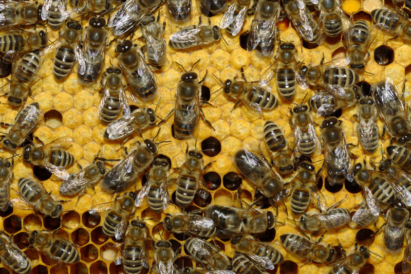 Пчёлы. Интересные факты животные, насекомые, пчёлы, факты
