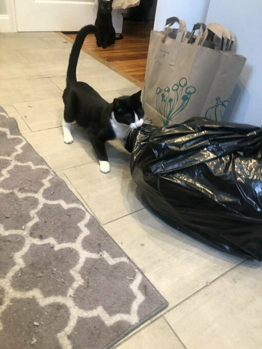 Забавные фото животных, которым ну очень хочется укусить 