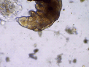 microagua / flickr.com