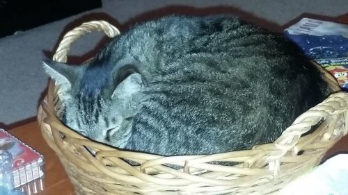 Кошки, которым удобно везде (37 фото)