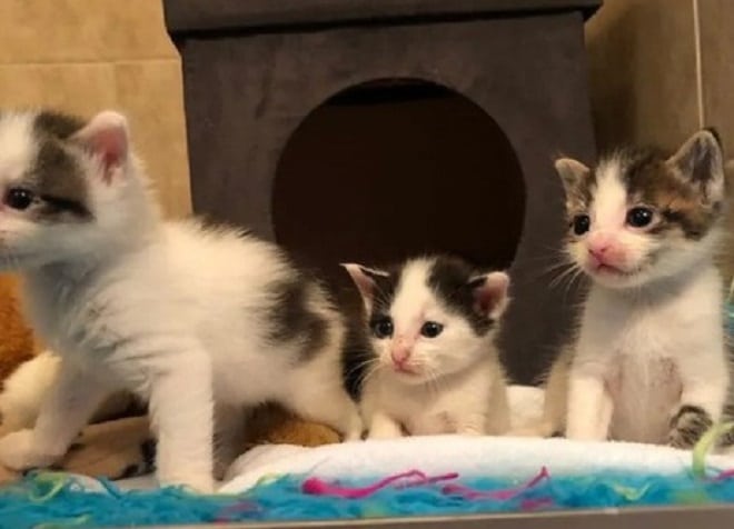Три котенка