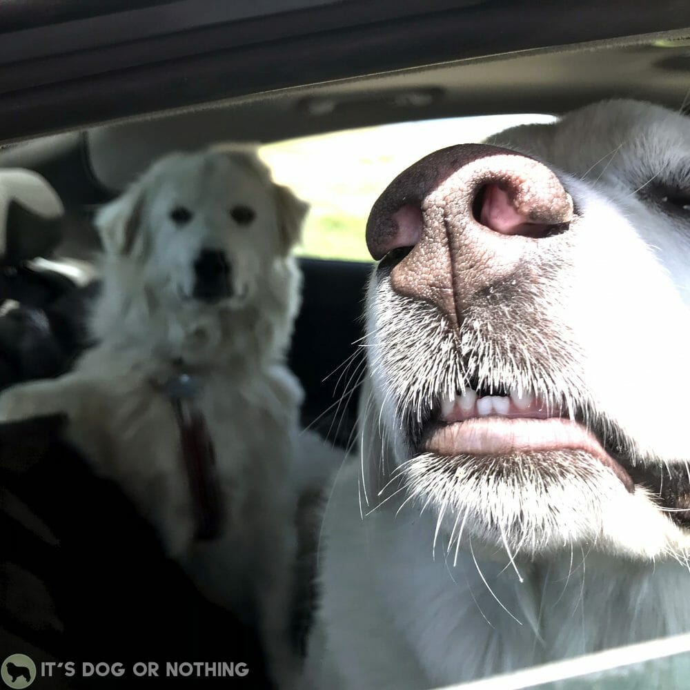 Two Great Pyrenees on a road trip | It's Dog or Nothing