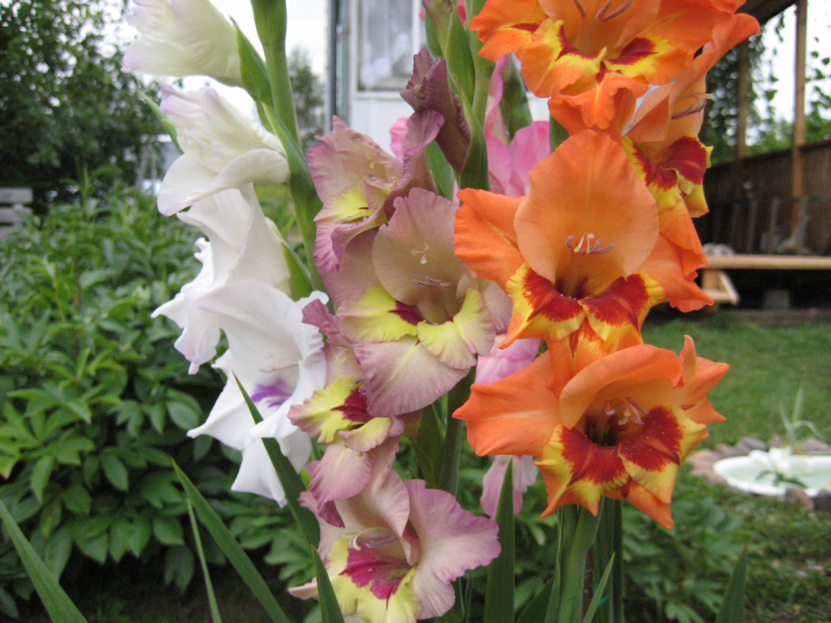 6 самых красивых цветов, которые украсят ваш осенний сад 6 самых красивых цветов, которые украсят ваш осенний сад дача,сад и огород,цветоводство,цветы