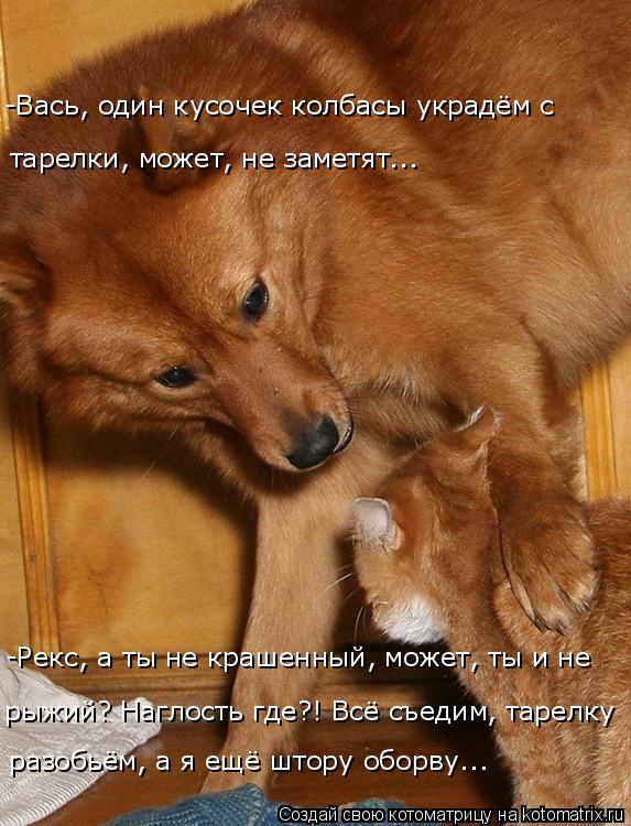 Котоматрица: разобьём, а я ещё штору оборву... рыжий? Наглость где?! Всё съедим, тарелку -Рекс, а ты не крашенный, может, ты и не  -Вась, один кусочек колбасы у