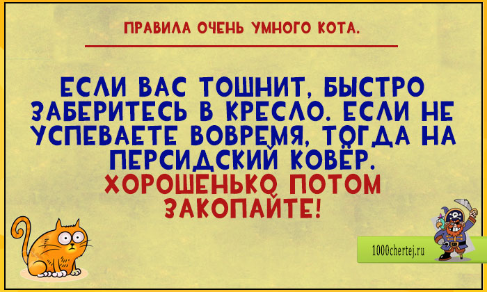 Цитаты от очень умного кота веселые картинки