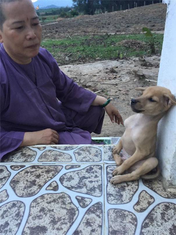 Los cachorros de un templo budista, que siempre que se abrazan