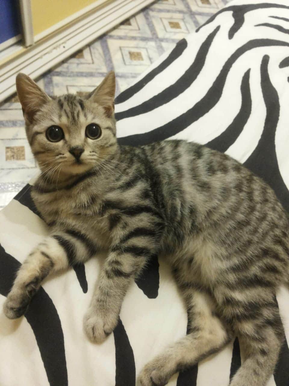 полосатый кот