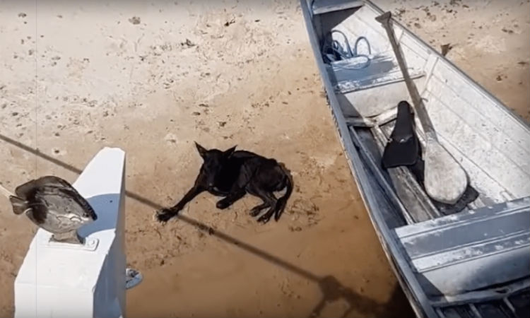 Турист проплывал мимо необитаемого острова когда случайно заметил на берегу собаку