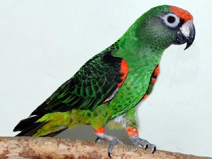 Виды-попугаев-Описание-и-образ-жизни-различных-попугаев-22
