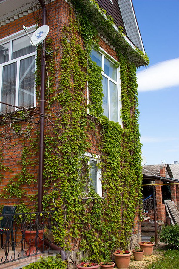 Зелёный фасад: зачем обустраивать и какие растения выбрать растения, будет, вырастить, нужно, можно, стоит, участке, стены, вьющиеся, Высаживать, какие, обеспечить, виноград, девичий, требуется, фасаде, заметно, лианы, рядом, природным