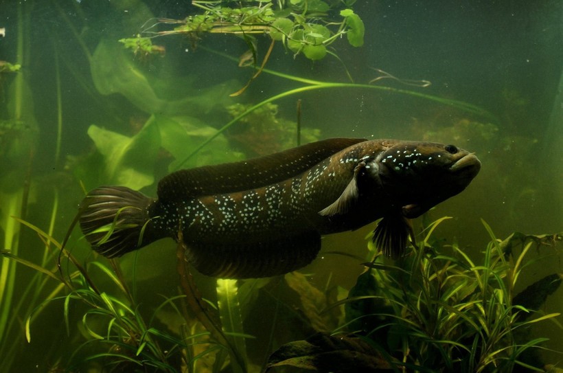 Рыбы, которые умеют ползать по земле и дышать воздухом, захватывают водоемы США 