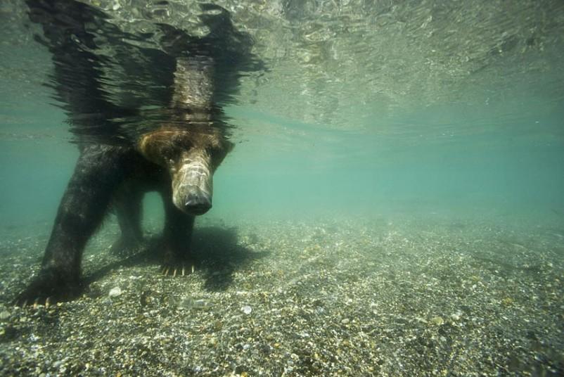 Охота бурых медведей на лосось на Дальнем Востоке России мир,путешествия,Россия,самостоятельные путешествия