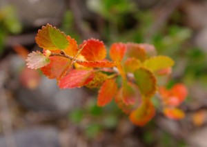 Национальный парк Ергаки в Красноярском крае Национальный парк Ергаки в Красноярском крае автотуризм