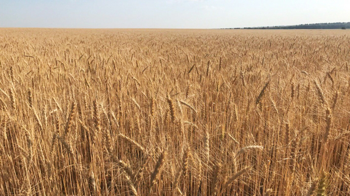 Пошлины негативно скажутся на производстве пшеницы