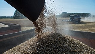 Уборка пшеницы в Омской области. Архивное фото