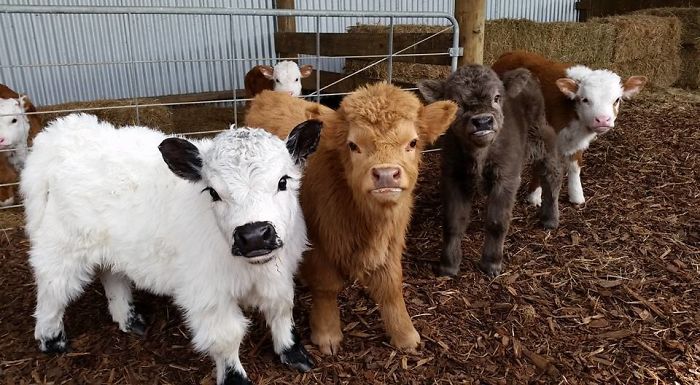 Cute-Baby-Highland-Cattle-Calves