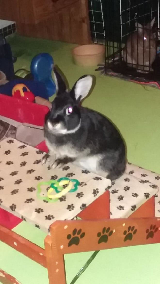 Крольчиха сидит