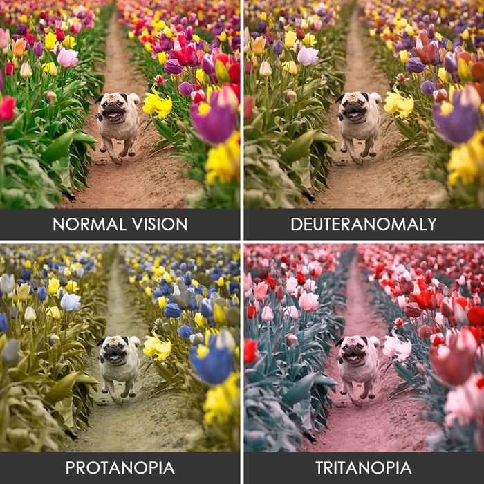 Pug In A Tulip Field