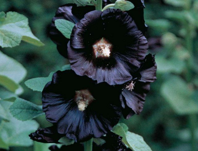 10 растений с черными цветами, которые можно вырастить в саду отличается, растение, можно, найти, этого, цвета, Цветок, темными, «Черный, черными, цветы, очень, сложно, растения, лепестками, лепестки, георгин, появляются, семена, сорта