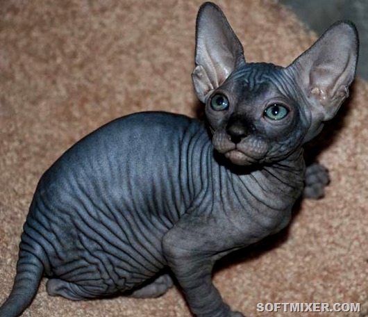 sphynx_kitty_grey.jpg.pagespeed.ce.4xy8K_mmbZ