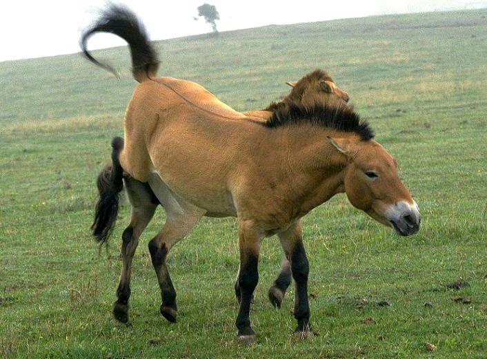 Лошадь тарпан — предок современной лошади. Описание, виды, среда обитания и причины вымирания популяции