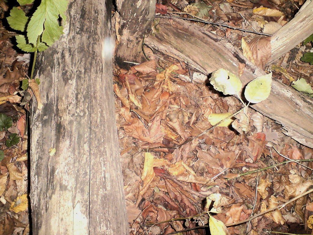 Найди лягушку. Лягушка среди листьев. Найди лягушку на картинке. Головоломка Найди лягушку.