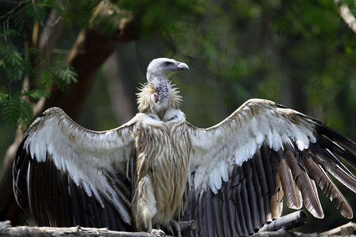 same-sex-gay-vulture-couple-hatch-abandoned-baby-egg-5