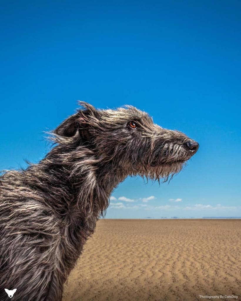 Фотограф из США делает потрясающие портреты собак по всему миру Фотограф из США делает потрясающие портреты собак по всему миру животные,Путешествия,фото