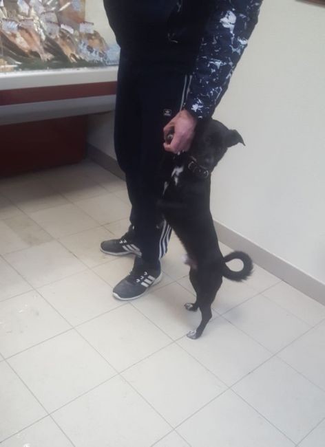 Хозяин, на лапку