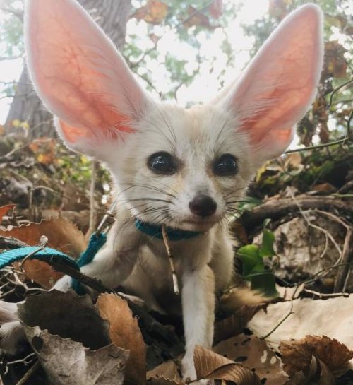 Не все в качестве домашних питомцев держат кошек и собак 
