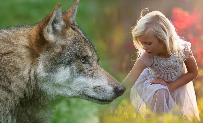 Слабое зрение не помешало девочке приручить волка: вся деревня была против
