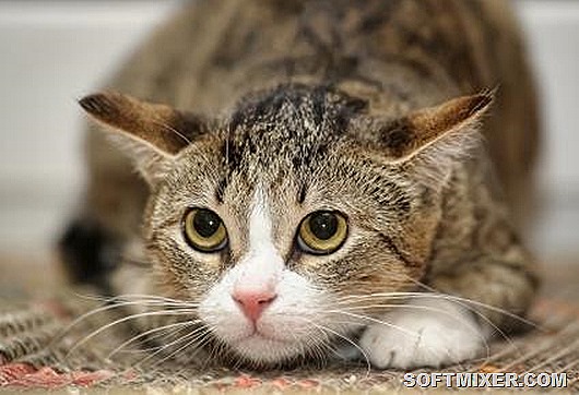 cat-stress
