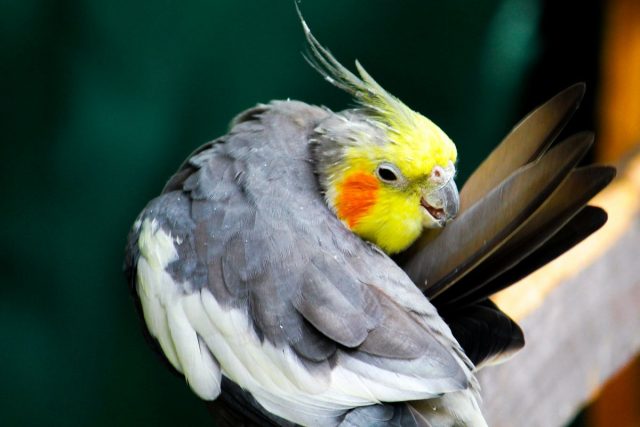 7 декоративных птичек, которые подойдут начинающим домашние животные,наши любимцы