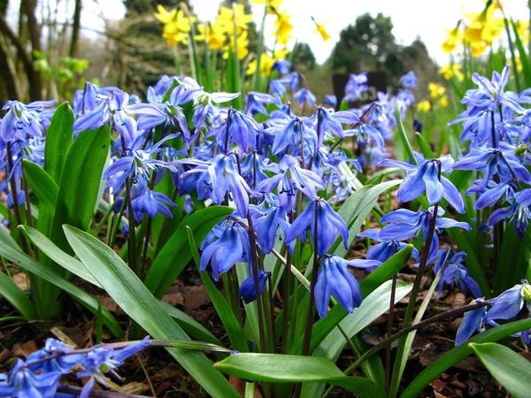 Пролеска сибирская сорт Spring Beauty. Фото с сайта Panoramio