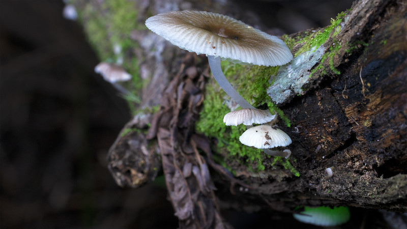 Шоу света от матери-природы: грибы, светящиеся в темноте Шоу света от матери-природы: грибы, светящиеся в темноте природа,Путешествия,фото