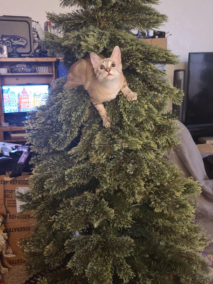 рыжий кот сидит на елке