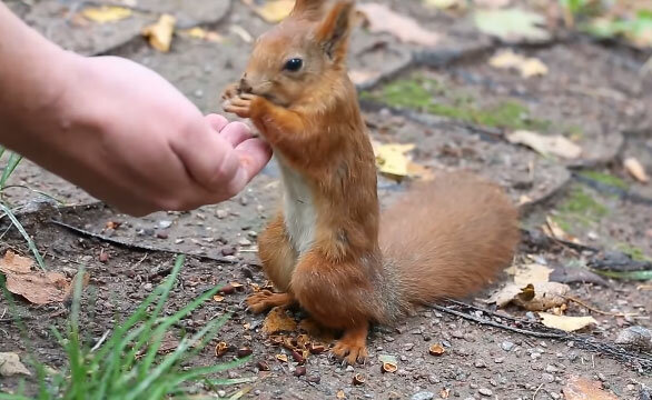 10 самых ненормальных животных животные,интересное
