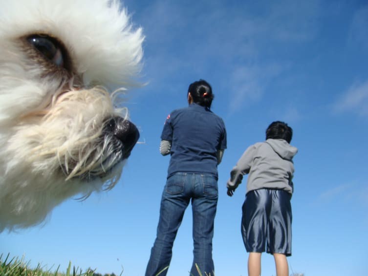 Облако-пес в кадре, главные герои, животные, забавно, смешно, фото, юмор