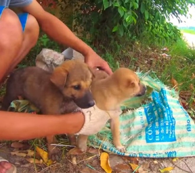 Мужчина и щенки